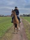 A VENDRE, ponette PFS de 11 ans, 148cm