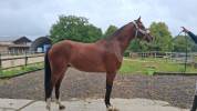 A vendre top cheval 7 ans 