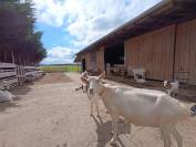 Domaine de 33 hectares avec maison , gîte, écuries