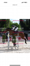 Jument 6 ans cso