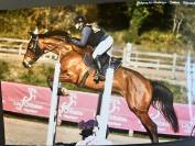 Jument 6 ans cso