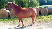 Poney 9 ans