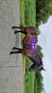 Ponette Pottock 