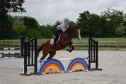 Hongre Sbs de 5 ans 