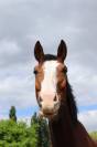 Hongre Sbs de 5 ans 