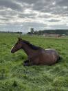 A vendre Hongre pur-sang 