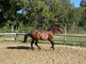 Caballo entero Lusitano En venta 2022 Bayo por Berlioz du Castel