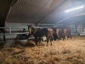 Pension poulain stabulation