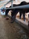Pension poulain stabulation