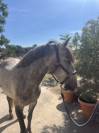 Poney à vendre