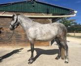 Poney à vendre