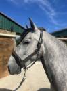 Poney à vendre
