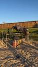 Poney à vendre