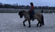 Cheval islandais - HEIDAR DU LÉMAN