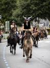Cheval islandais - HEIDAR DU LÉMAN