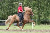 Cheval islandais - HEIDAR DU LÉMAN