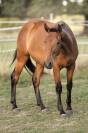 Superbe pouliche Pure Race Espagnole bai pearl