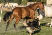 Superbe pouliche Pure Race Espagnole bai pearl