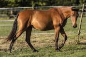 Superbe pouliche Pure Race Espagnole bai pearl
