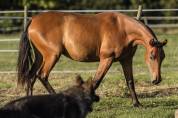 Superbe pouliche Pure Race Espagnole bai pearl
