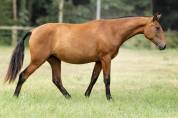 Fabuleuse pouliche bai pearl Pure Race Espagnole