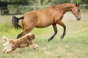 Fabuleuse pouliche bai pearl Pure Race Espagnole