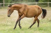 Fabuleuse pouliche bai pearl Pure Race Espagnole