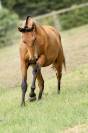 Fabuleuse pouliche bai pearl Pure Race Espagnole
