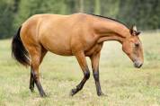 Fabuleuse pouliche bai pearl Pure Race Espagnole