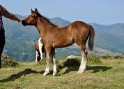 Poulain pottok livre A pie bai