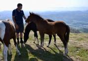 Poulain pottok livre A pie bai