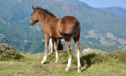 Poulain pottok livre A pie bai
