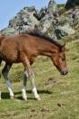 Poulain pottok livre A pie bai