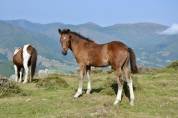 Poulain pottok livre A pie bai
