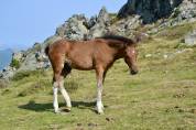Poulain pottok livre A pie bai
