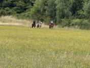 Balades et randonnées à cheval 