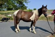 Hongre pottok livre A pie noir 1,5 ans