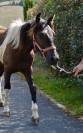 Hongre pottok livre A pie noir 1,5 ans