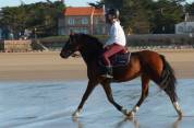 Poney E par Perle des fontaines X Carlson  CSO