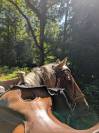 Hongre Quarter Horse Palomino