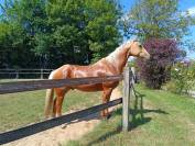 Hongre Quarter Horse Palomino