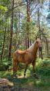 Hongre Quarter Horse Palomino