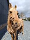 Hongre Quarter Horse Palomino