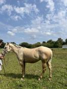 Poulain paint horse 