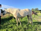 Poulain paint horse 