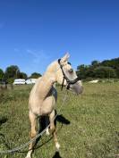 Poulain paint horse 