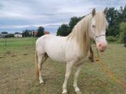 Etalon type American Azteca 