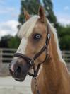 Hongre pie palomino 4 ans 