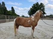 Hongre pie palomino 4 ans 