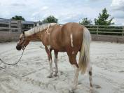 Hongre pie palomino 4 ans 
